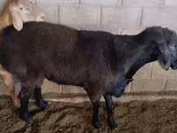 كبش, Rambouillet sheep — الصورة 4