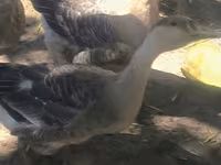 Geese — Foto 6