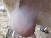 Cabra, Saanen goat — foto 2