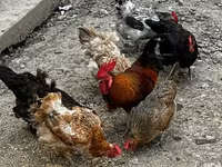 Chickens — फ़ोटो 4