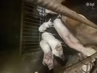 Säue, Schweine — Foto 3