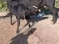 母牛, Cattle — 照片 7