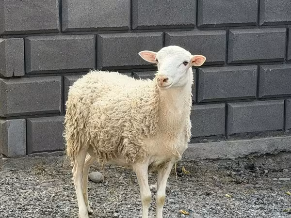 Ram, Hissar sheep