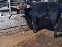 Ցուլ, Swedish red cattle — լուսանկար 4