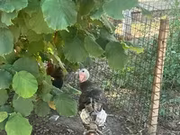 Turkeys — foto 2