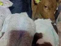 Touro, Simmental cattle — foto 3