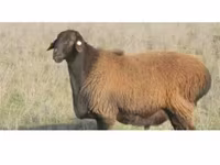 Ոչխար, Edilbay sheep — լուսանկար 2