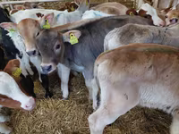 Bull, Simmental cattle — photo 1