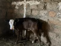 Կով, Խոշոր եղջերավոր — լուսանկար 3