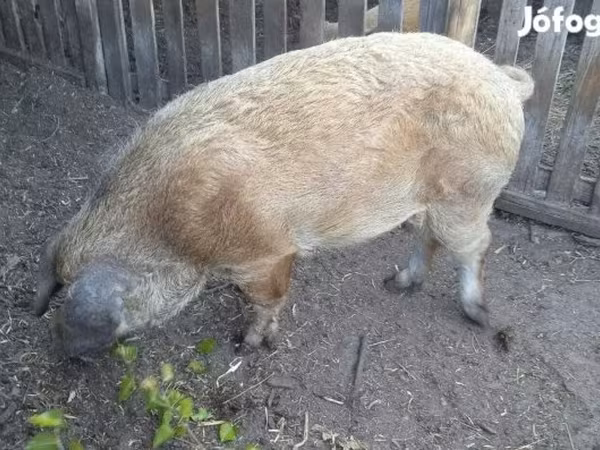 Sow, Pigs