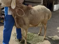 Ոչխար, Baerchuke sheep — լուսանկար 2
