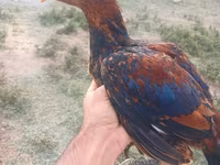 Chickens — 5-сурет