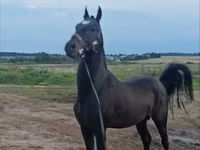 Ձի, Akhal-Teke — լուսանկար 2