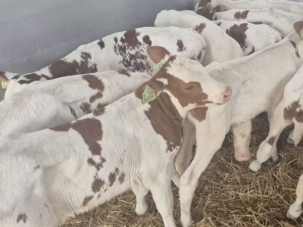 Ցուլ, Simmental cattle