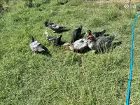 Ducks — Foto 7