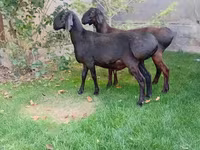 Carnero, Arashan sheep — foto 1