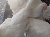 Chickens — photo 2
