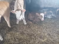 Bull, Cattle — photo 7