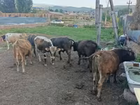 Արու այծ, Այծեր — լուսանկար 6