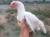 Chickens — 照片 4