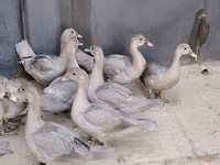 Ducks — फ़ोटो 4