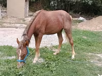 母马, French Trotter — 照片 3