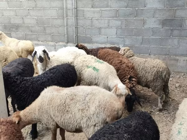 Schaf, Schafe