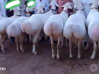 Ram, Sheep — photo 2
