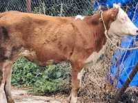 Kuh, Simmental cattle — Foto 6