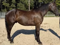Cavalo, Cavalos — foto 1