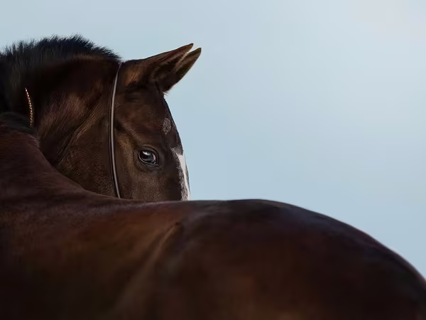 Égua, Akhal-Teke