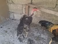 Chickens — լուսանկար 5