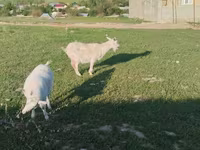 Էգ այծ, Russian White goat — լուսանկար 4