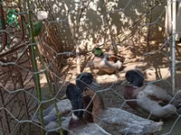Ռուան — լուսանկար 2