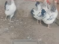 أدلر سيلفر — الصورة 3