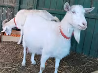 Cabra, Pomellata goat — foto 2
