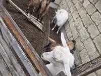 Էգ այծ, Saanen goat — լուսանկար 6