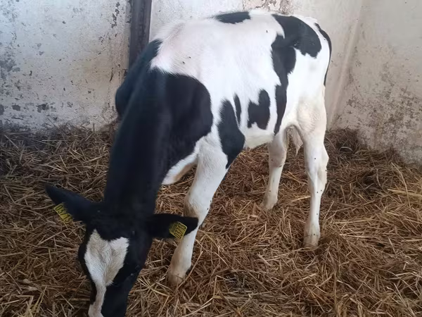 Կով, Russian Black pied cattle