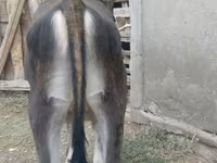 Сиыр, Swiss cattle — 2-сурет
