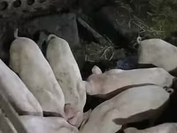 Sow, Pigs — photo 1
