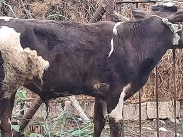 Bull, Red-spotted breed