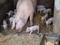 Sow, Pigs — photo 4