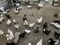 Ducks — 1-сурет