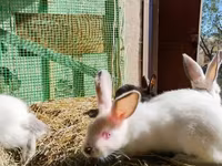 Chickens — լուսանկար 7