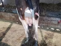 Kuh, Holstein-Rasse — Foto 3