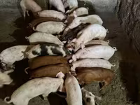 Boar, Pigs — photo 2