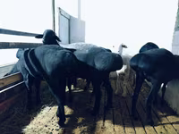 Carneiro, Hissar sheep — foto 3