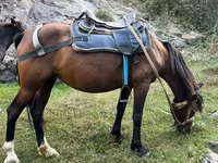 Mare, Horses — photo 3