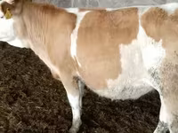 Vaca, Simmental cattle — foto 3
