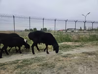 Խոյ, Ոչխարներ — լուսանկար 2